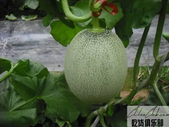 八里营甜瓜