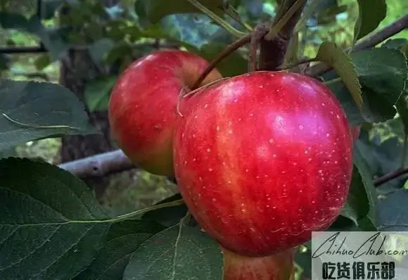 宝清苹果（寒疆红果）