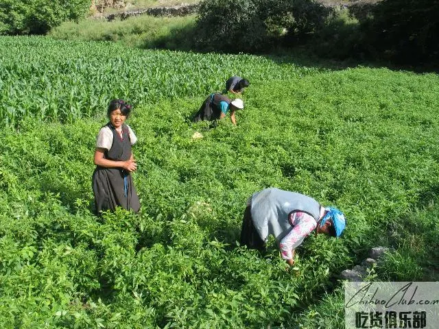 巴塘南区辣椒