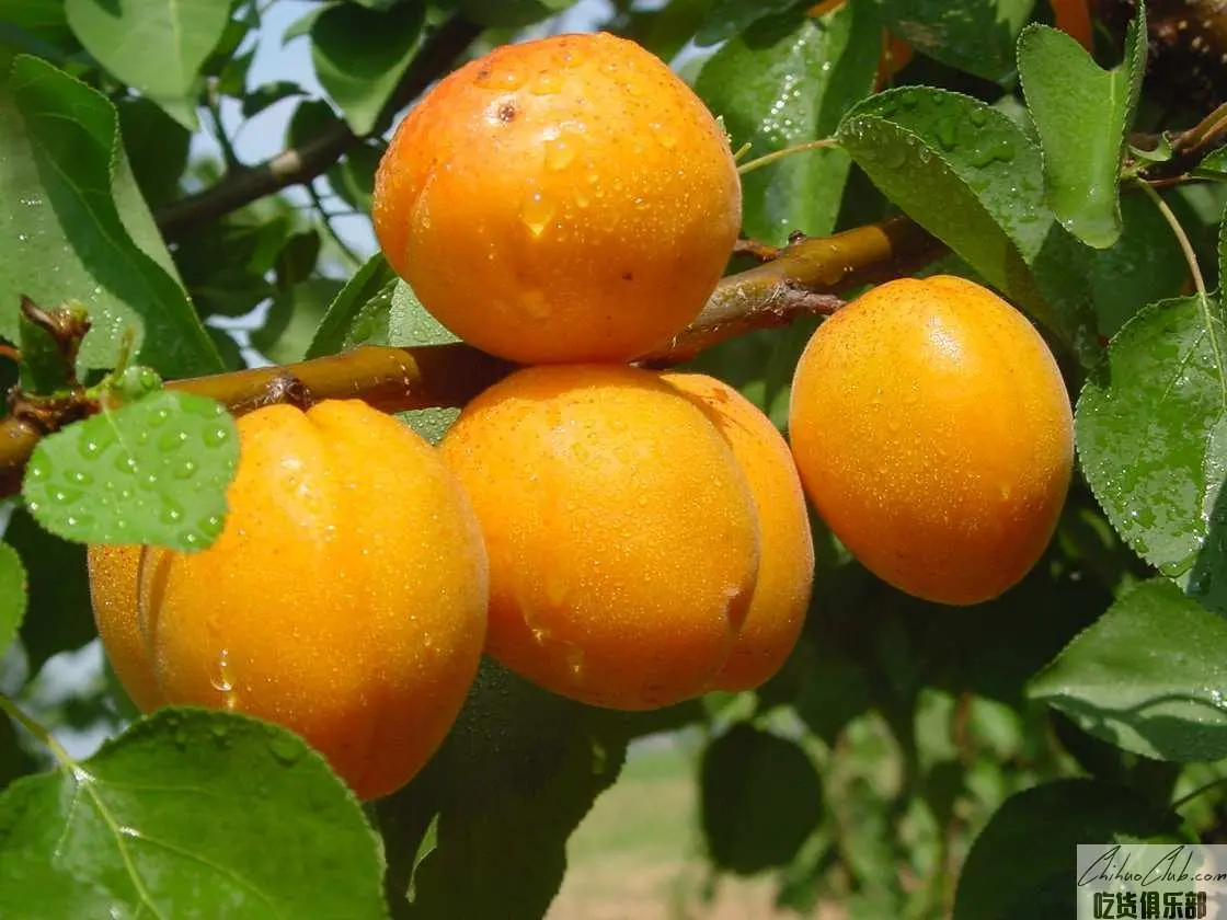 Beizhai red apricot