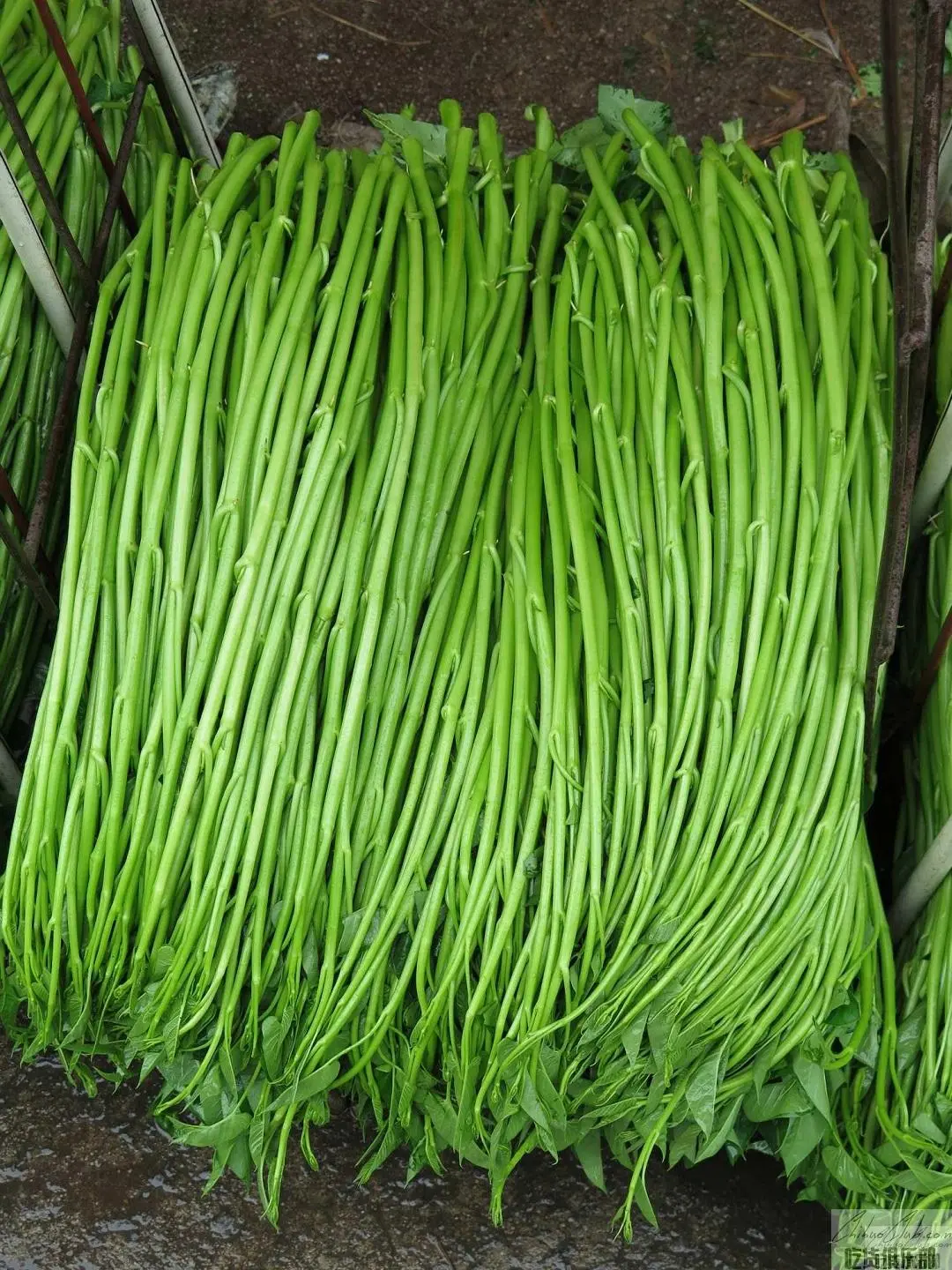 Bobai water spinach