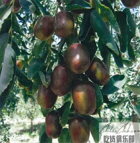 策勒红枣