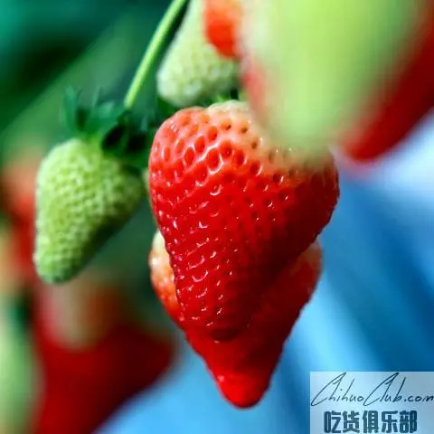 Changping Strawberry