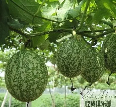 Changxing hanging melon seeds