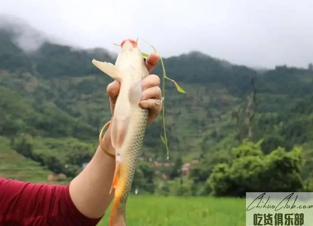 郴州高山禾花鱼