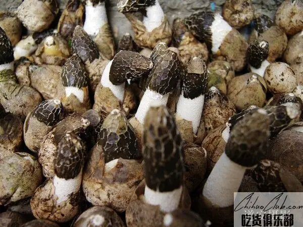 Dafang Winter Bamboo Fungus