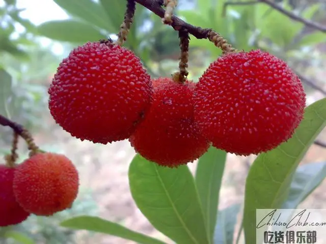 YanWen Waxberry