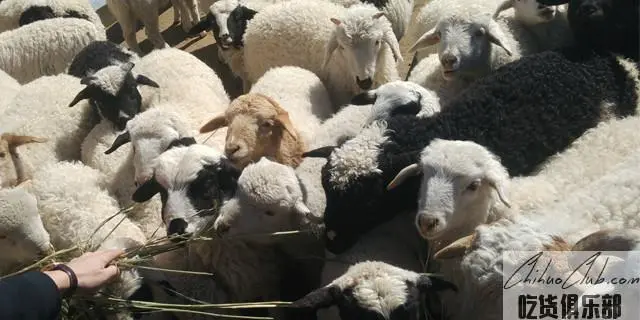 Damo lamb