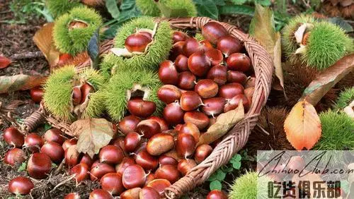 Dandong chestnut