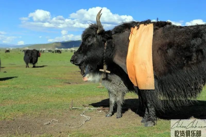 Dangxiong yak