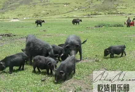 Daocheng Tibetan Pigs