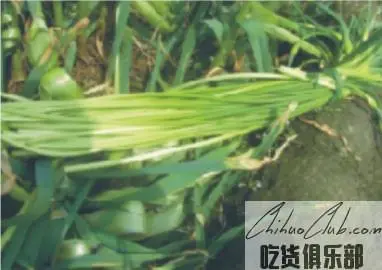 Daxing garlic