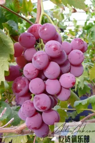 Dazeshan grape