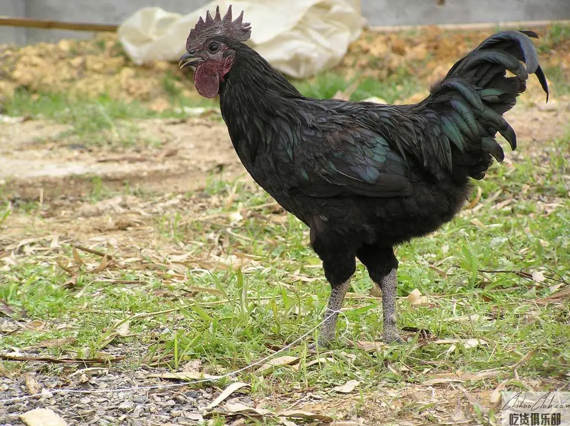 Dehua Black Chicken