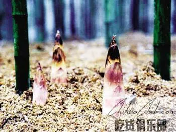 Deqing Zaoyuan Bamboo Shoots