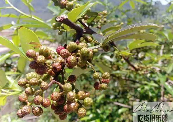 Dingtan Sichuan Pepper