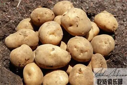 Dingxi Potato