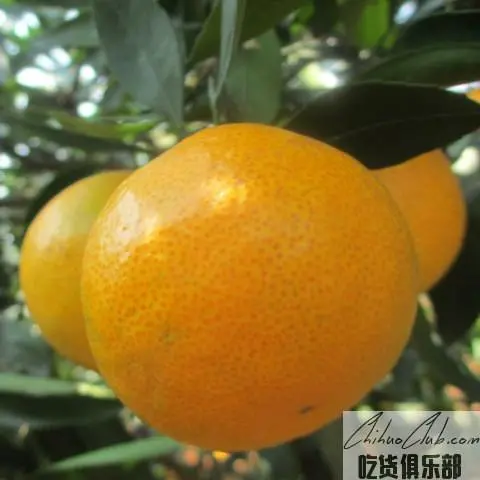 东江湖蜜桔