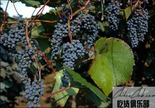 Duan Wild Mountain Wine