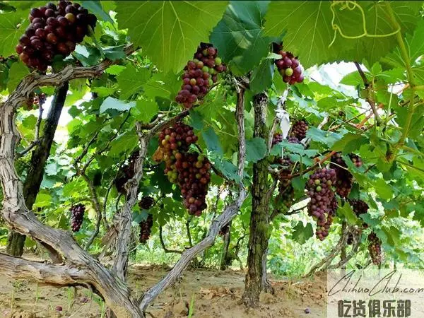 Duanyuan grape