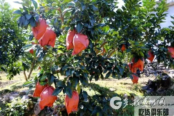 凤冈红心柚