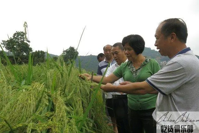 凤山粳