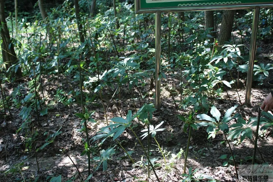 伏龙山七叶一枝花