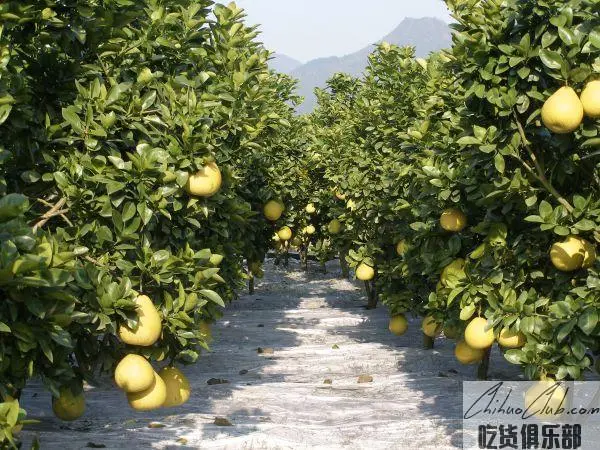 Gongshui white Pomelo