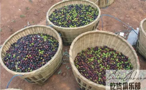 Guangyuan olive Oil