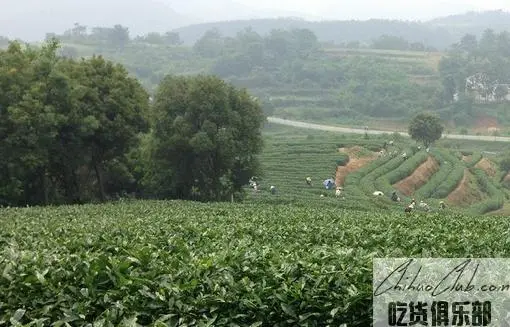 Guanyin Lake Green Tea