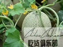 Guazhou melon