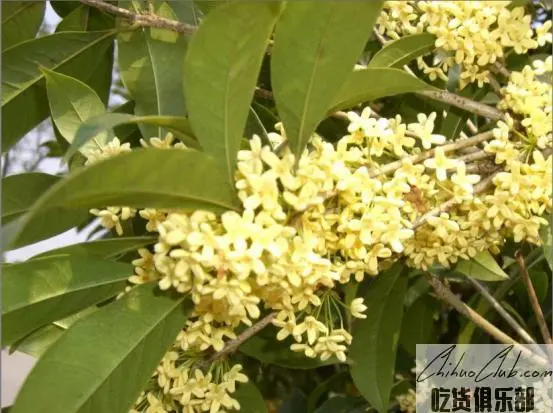 桂林桂花茶