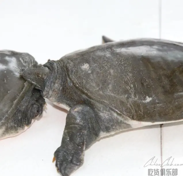 Hanshou Soft shelled turtle