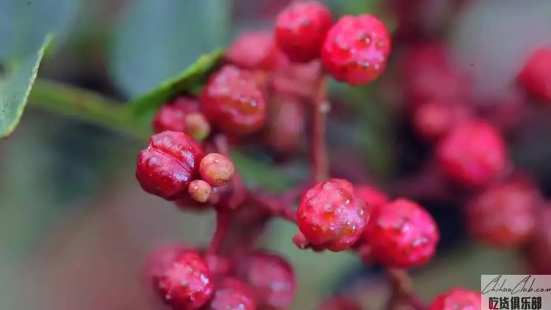 汉源花椒油