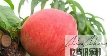 贺家庄鲜桃