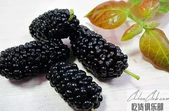 Honghuayu Mulberry