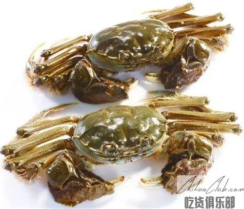 Hongze Lake Hairy Crab