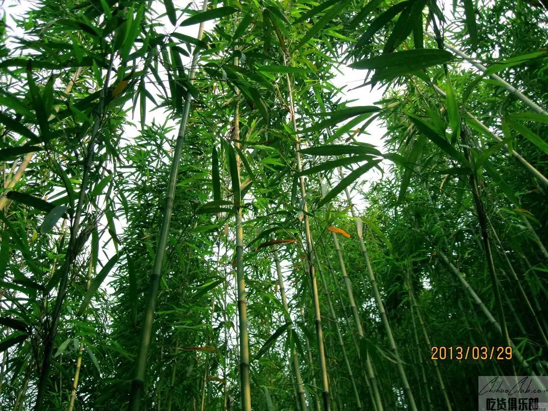 Huai Ji tea stalk bamboo
