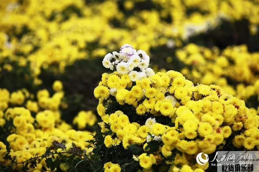 Huai chrysanthemum morifolium