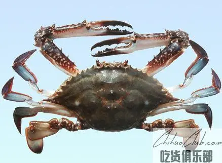 黄骅梭子蟹