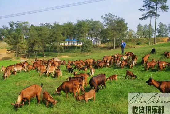 Huangjia Sheep