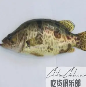 黄龙鳜鱼