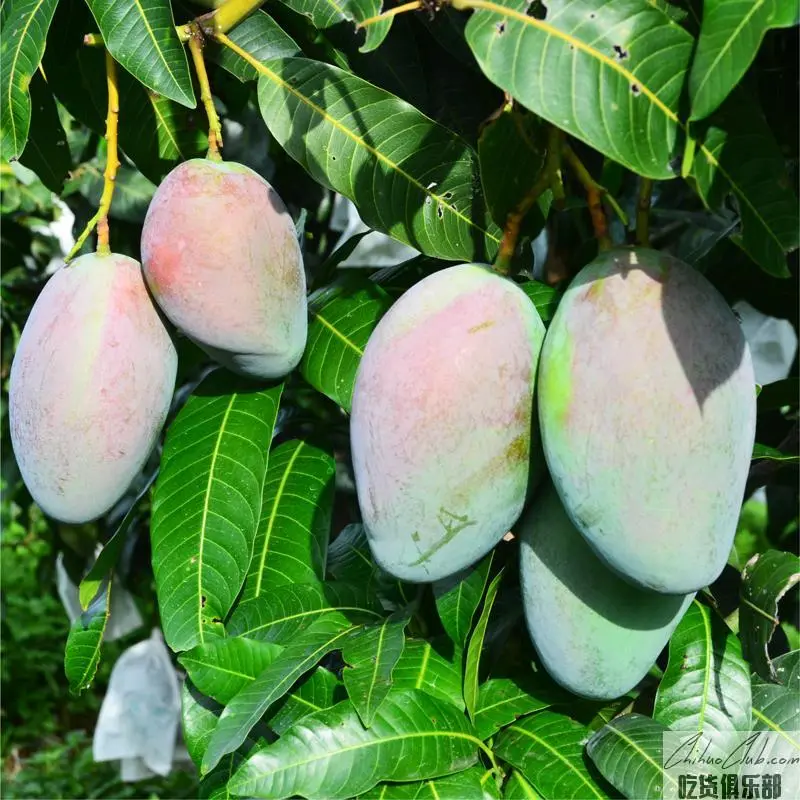 Huaping Mango