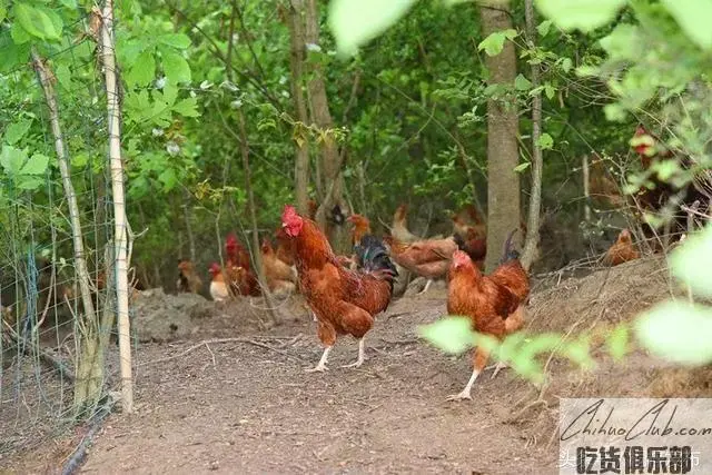 花秋土鸡