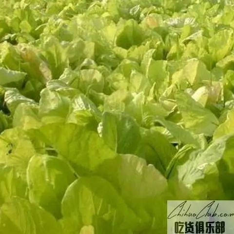 华容黄白菜苔