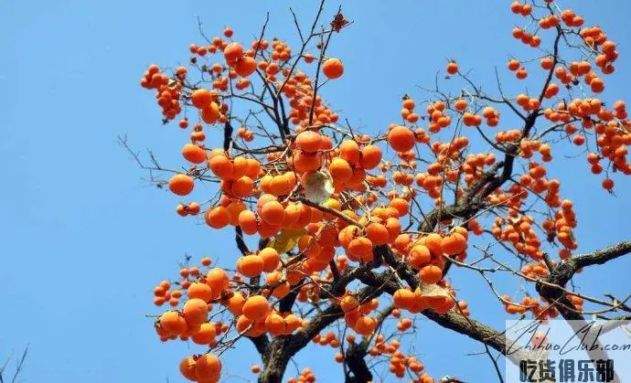 Huixian Persimmon vinegar