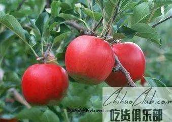 霍州苹果