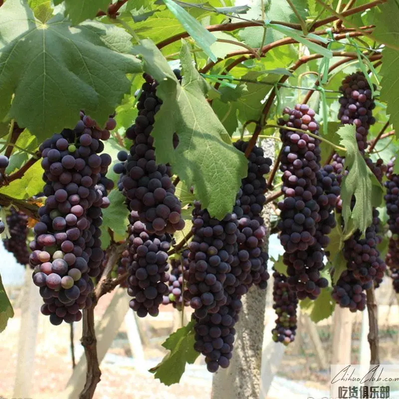 Huxian Grape