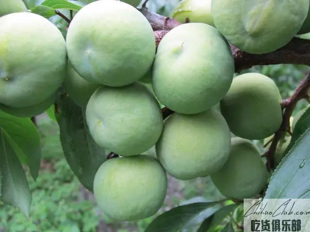 江安大白李
