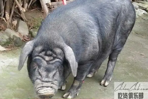 Jiangkou Radish pig
